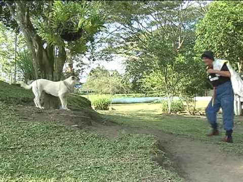 Hernan Dario - El Bobo De Los Mandados