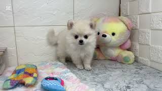 ハーフ犬の動画01