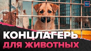 Почему животные умирают в питомниках? | Продажа дворняг под видом породистых | Специальный репортаж
