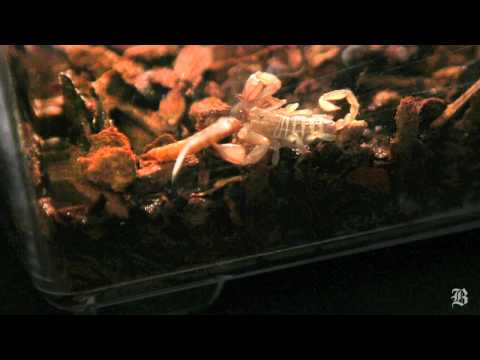 Italian scorpion goes to college