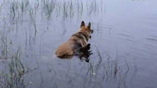 preview picture of video 'German Shepherd Max swims in Lake Morris'