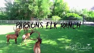 preview picture of video 'Parsons Elk Ranch'