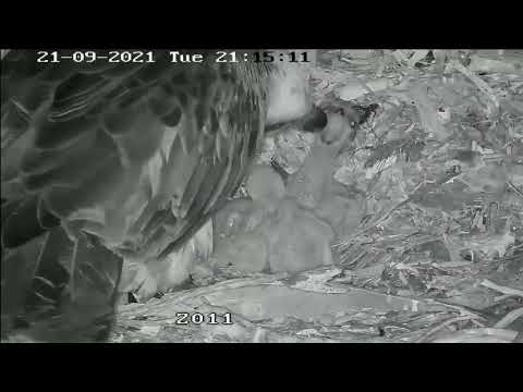 Port_Lincoln Osprey | Mom feeding only one chick, one not feed and one is  asleep | 21.09.2021