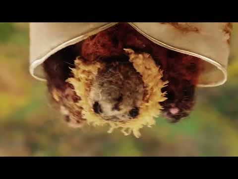 In the Stillness of the Night (Trailer)
