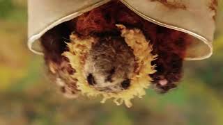 In the Stillness of the Night - Trailer