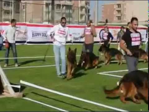 Bojan V2  WUSV  Cairo show 2015