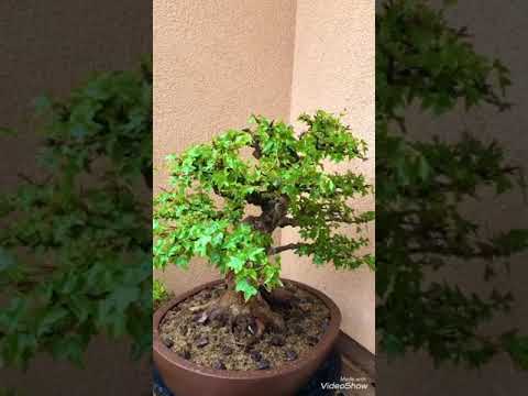 Acer buergerianum sekijoju bonsai 2020 summer