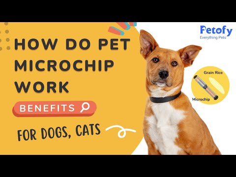 How do pet microchip work | Benefits of microchip | microchip for dogs | cats | Petofy