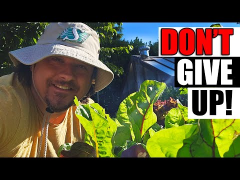 Strawberry Plant Revival Make More And More Strawberry Plants