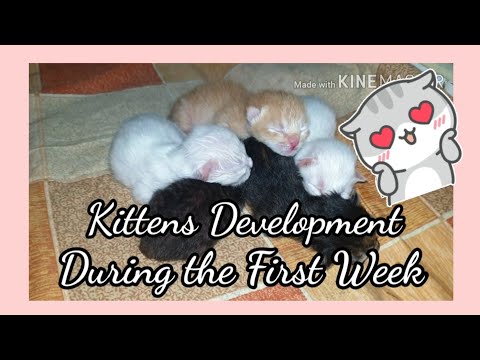 Kittens Development During the First Week