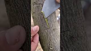 Download lagu Grafting an Orange 🍊 tree to a Lemon🍋 Tree mp3 Download lagu Grafting an Orange 🍊 tree to a Lemon🍋 Tree mp3