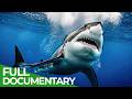 Sharks The Big Five Ocean S Ultimate Predators Free Documentary Nature