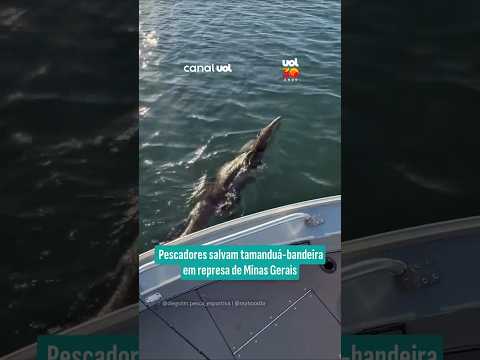Pescadores salvam tamanduá-bandeira de afogamento em Minas Gerais