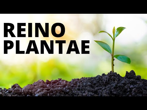 El REINO DE LAS PLANTAS explicado: clasificación, reproducción, nutrición, ejemplos🌿🌳