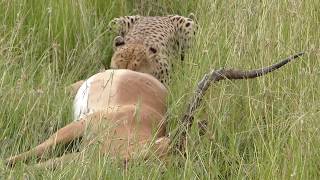 A male cheetah feeding on  Impala kill at Serengeti.