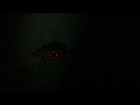 Red Crab Spawning, Flying Fish Cove Christmas Island 06122020 J33 RAW AAM 1888