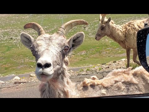 We've been trying to reach you about your cars extended warranty | Mt. Evans Big Horn Sheep #shorts