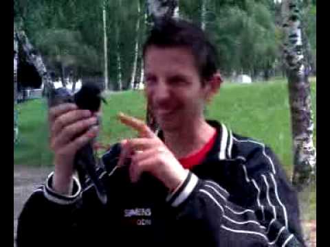 SURDULICA ZEKA I GOLUB