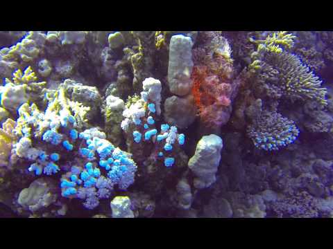 Scorpionfish at Maheleg