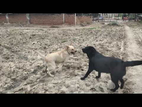 Khushi ❤️and rubby ❤️dog video 😀