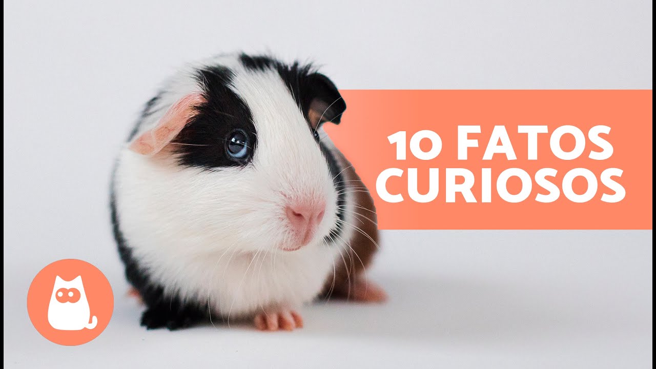 10 CURIOSIDADES sobre PORQUINHOS-DA-ÍNDIA🐹 Elas vão te surpreender!