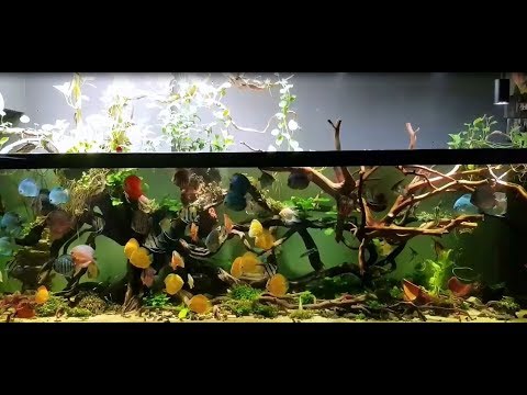 Planted Discus Tank.New Video by Hòa Võ.  Amazing huge Discus Tank.