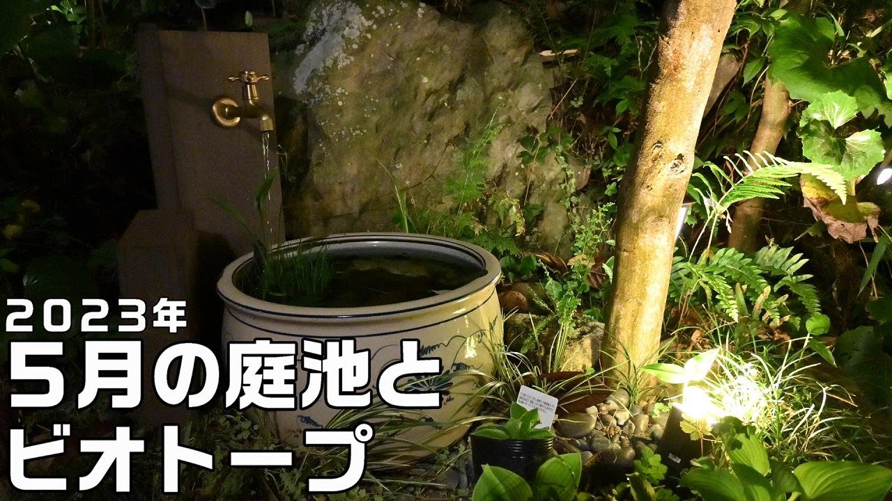 【池作り】２０２３年５月の庭池とビオトープ、二ホンミツバチ