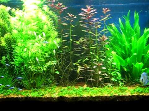 Planted Discus Aquarium Update