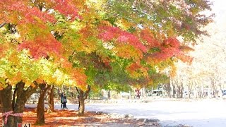 preview picture of video 'เกาหลี อุทยานแห่งชาติโซรัคซาน   Seoraksan National Park ใบไม้เปลี่ยนสี  (Autumn)'