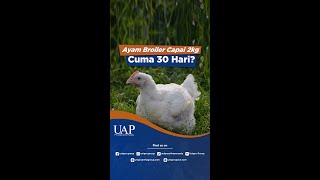 Download lagu AYAM BROILER CAPAI 2KG HANYA 30 HARI? #shorts #peternakanayam #broiler #kandangmodern #chickenfarm mp3