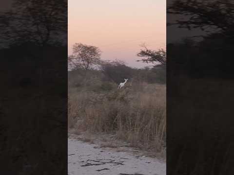 Incredible Encounter: Rare Albino Kudu Spotted in Namibia!