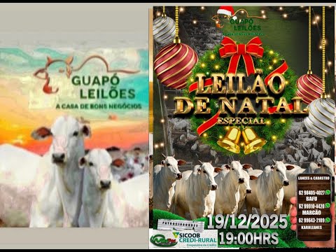 LEILÃO DE GADO EM GUAPÓ - GOIÁS  19/12/2025