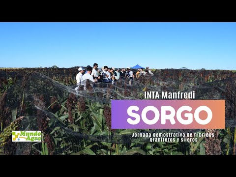 *️⃣🟧Jornada demostrativa de híbridos de sorgo graníferos y sileros - INTA Manfredi