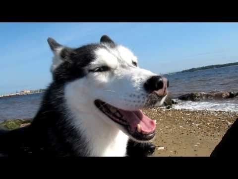 Mishka the Talking Husky Smiles on the Beach!