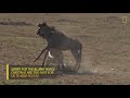 Watch How Cheetah Kills And Hunts A Wildebeest Animal Fight