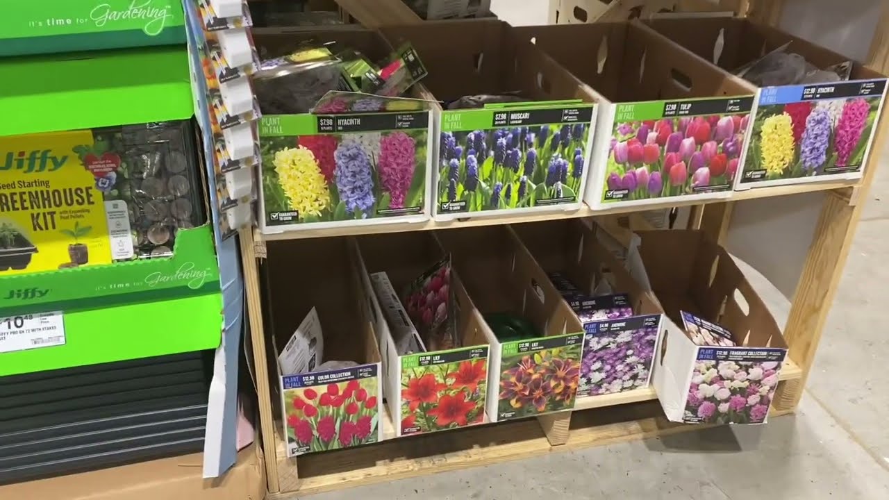 Buying Bulbs on Sale