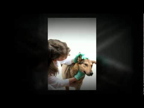 download lagu mp3 mp4 Veterinaire Nyon, download lagu Veterinaire Nyon gratis, unduh video klip Veterinaire Nyon