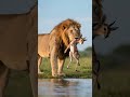 #gacela #attack #feedshorts #rescue #cute #animals @YouTube #fypシ゚viral #ytshorts #parati #yt