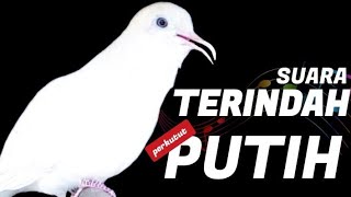 Download lagu Suara Terindah Perkutut Putih mp3