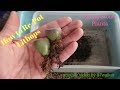 How To Re-Pot Lithops