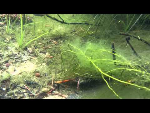 Gymnogeophagus meridionalis