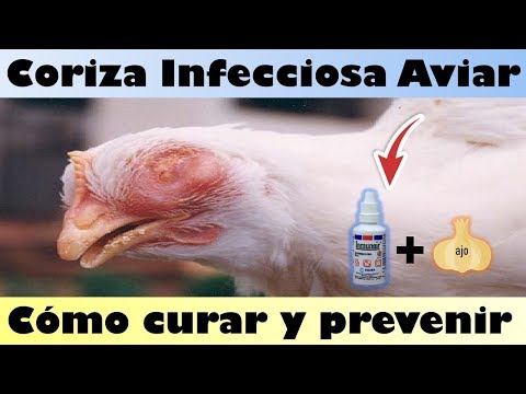 , title : '¿Como Curar el Ojo Hinchado en los Pollos (Coriza Infecciosa Aviar)'