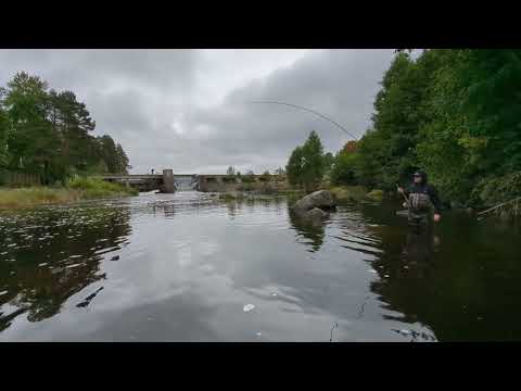 Laxdrill Kungsådran. Zon1