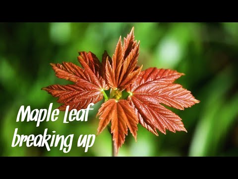 Maple leaf breaking up with beautiful music || WWN