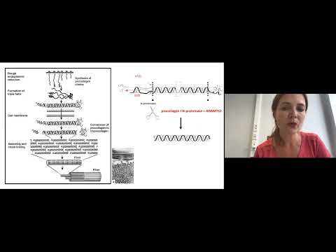 EDS ECHO Summit Rarer Types: Dermatosparaxis EDS (dEDS) - Prof. Fransiska Malfait