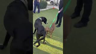 Video preview image #1 Great Dane-Unknown Mix Puppy For Sale in Woodbury, NY, USA