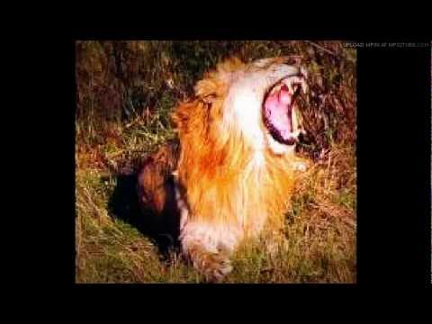 Fireplace - Day of Lions