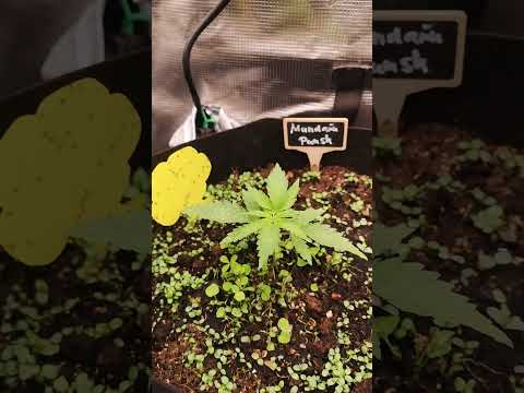 The Mandalorian – Auto Flower vs 12/12 Light Cycle Experiment! 🌱💡 (Week 2 Update)
