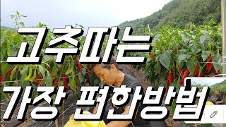 내가 최초?? 고추딸때 가장 편한방법
