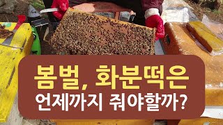 봄벌 내검, 화분떡 보충, 숫벌집 제거, 응애방제